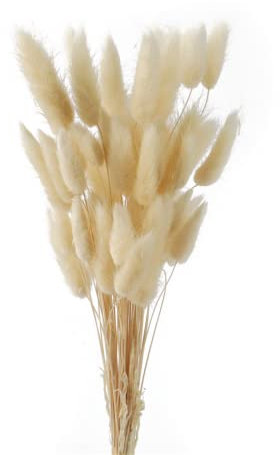 HDKAJL Pampasgras Getrocknet, 50 Stück Pampasgras Trockenblumen Deko, Bunny Tails Trockenblumen Klein Groß Weiß, Natürliche DIY Trockene Blüten Strauß für Hochzeit Boho Wohnzimmer Schlafzimmer Deko