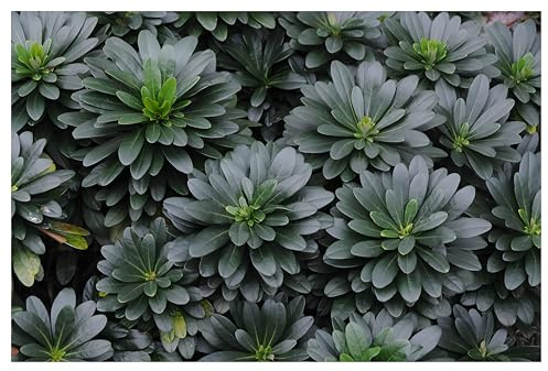 Stauden Gänge 1 x Euphorbia amygdaloides ssp. 'Robbiae' winterhart | Winterharter Bodendecker für Halbschatten bis Schatten, Blüte April bis Juni, mehrjährig, 9x9 cm Topf