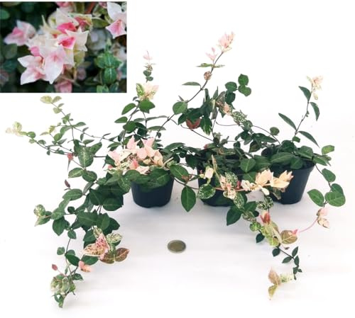 POWERS TO FLOWERS - TRACHELOSPERMUM JASMINOIDES TRICOLOR, 3 piante, piante vere