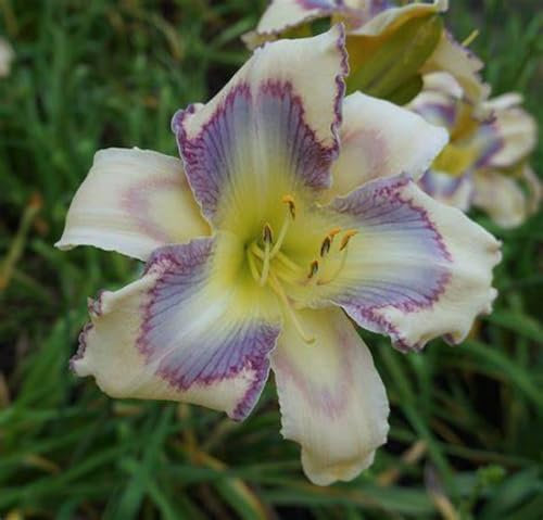 Daylily Bulbs Garden Crop Hemerocallis Bulbs for Planting Now UK Strong Plants That Grow Well Mix Golden Jade Carving Feels Beautiful Now Mixed