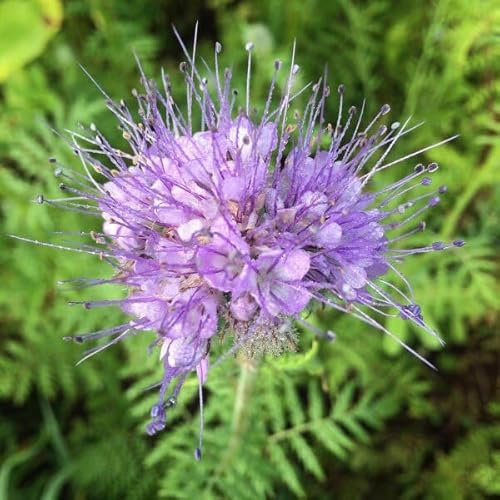 300 Graines de Phacélie Natra BIO – Phacelia tanacetifolia Benth. - Mellifère Engrais Vert Jardin -335