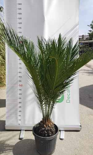 Planta Cycas Revoluta Cicas Palmera Nana V.24 CM Altura 60 CM (Foto Real)