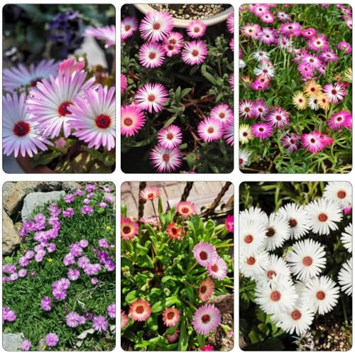 mittagsblume - pflanzensamen frühlingsblumen wildblumensamen dekopflanzen kräuterpflanzen dachbegrünung wildkräuter gartendeko für draußen pflanzenkübel steingartenpflanzen winterhart 500samen