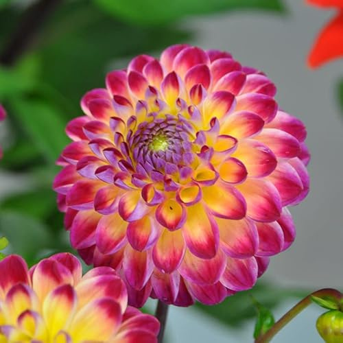 Dahlie Hapet Daydream | 1 Stück | Knolle | Schnittblume | Gelb | Lila | Rosa | 100% Blütegarantie | QFB Gardening