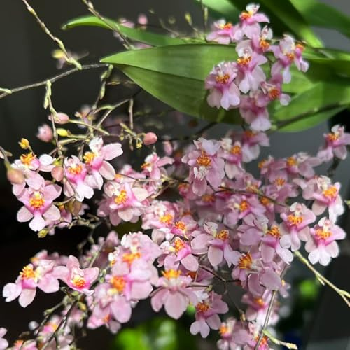 Semi di orchidea Oncidium - esotico estivi resistenti per giardini rocciosi resistenti semi di selvatici come bomboniera vecchie varietà da ufficio da 35pcs