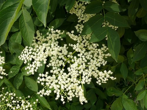 schwarzer Holunder, Sambucus Haschberg, Großfruchtsorte 40-60 cm Topfpflanze