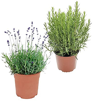 Pack Plantas Aromáticas: 1 Unidad de Romero y 1 Unidad de Lavanda Plantas Naturales