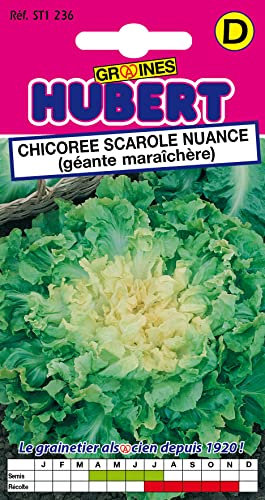 Graines de Chicorée Scarole Nuance - Géante Maraîchère - 0,8 grammes