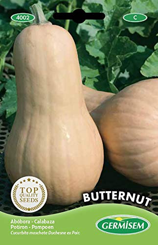 Germisem Butternut Semi di Zucca 3 g
