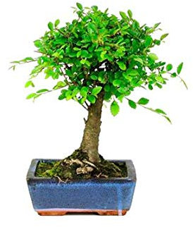 Zelkova Parvifolia Bonsái 5 Años Olmo Planta Natural de Interior y Exterior