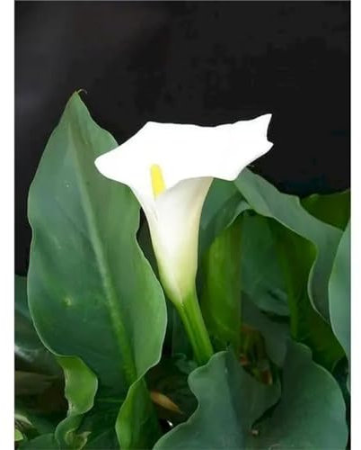 Calla Lilie Malen nach Zahlen für Erwachsene, DIY Acryl Aquarell Malen nach Zahlen für Kinder Anfänger, Malen Kunst Handwerk für Dekoration Kunst Wandbilder 55x70cm