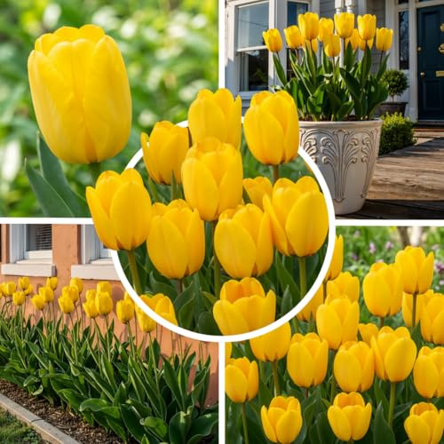 FLORIUM Tulpenzwiebeln Single Yellow Magic (25 Zwiebeln) Exklusive gelbe Tulpen aus Holland, Winterhart und mehrjährig für Garten, Töpfe, Balkon aus Amsterdam