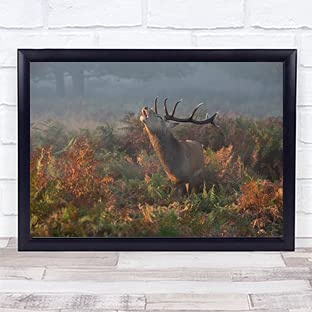 Bellowing Stag Deer Autumn Wildlife Nature Rutting Wild Forest Fern Art Print