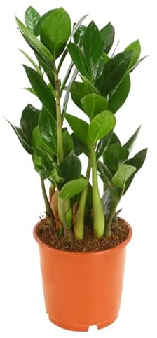 Dehner Glücksfeder, mit ledrigen Fiederblättern, 40-50 cm, Ø Topf 14 cm, Zimmerpflanze