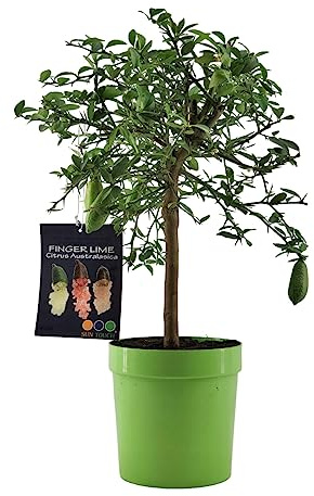 Pianta di Finger Lime/Caviale di Limone - Citrus australasica - H50-60cm - vaso ø18 (Verde)