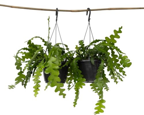 Plant in a Box - Epiphyllum Anguliger - 2er Set - Fischgrätenkaktus - Flegeleichte Zimmerpflanze - Echte Blühende Succulent - Topf 15cm - Höhe 30-40cm