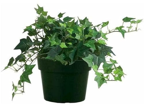 DECOALIVE Planta Purificadora del Aire Hiedra de Interior Natural, 8435712000642