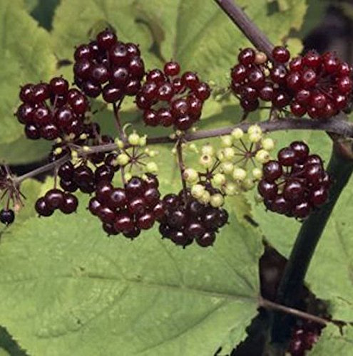 Japanische Aralie rote Beeren - Aralia racemosa - lebende Gartenpflanze aus den Baumschulen