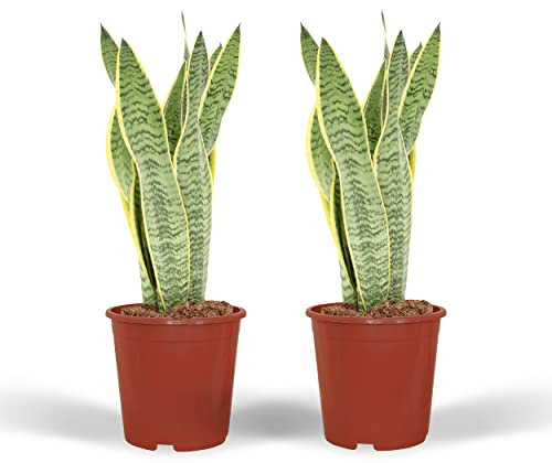 Sansevieria Laurentii - Weibliche Zunge | 2 Stück - 30-40cm - Ø14cm - Zimmerpflanze - Immergrün - Multideal - Kakteen und Sukkulenten