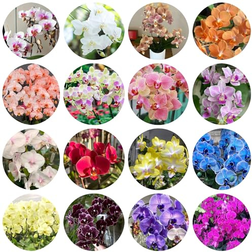 Semillas de orquídeas phalaenopsis - Las perennes son resistentes balcón decoración 800pcs
