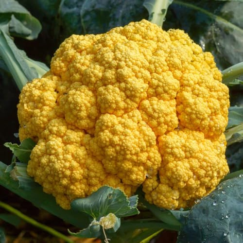 semi di cavolfiore, acquistare da orto invernale semi di cavolfiore biologici, da giardino semi di invernali vecchi 150pcs