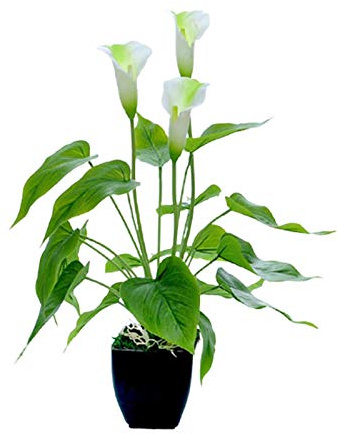 ZHDOKA 13,8 Zoll Künstliche Calla-Lilien Im Topf, Künstliche Kleine Calla-Lilien aus Kunststoff, Topfpflanze mit Topf, Künstliche Anthurium-Bonsai für Zuhause, Büro, Innen- und(Weiß)