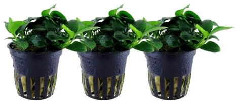 AquaOne Aquarium Pflanze Anubias barteri var. nana 'Bonsai' Wasserpflanze | Aquariumpflanze Stängelpflanze einfach pflegeleicht Aquascaping Dekoration