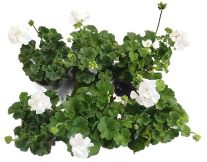 Geranios Flores Blancas | Set 6 Unidades |DECOALIVE |Plantas Vivas y Naturales
