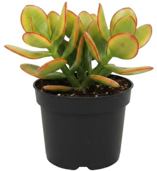DECOALIVE Árbol de Jade Crassula Ovata | Planta Natural de Interior, Maceta 10 cm, Altura 15 cm