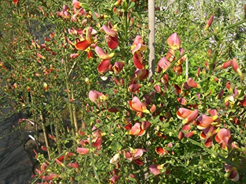 Cytisus scoparius Palette - Gelbroter Edelginster 40-60