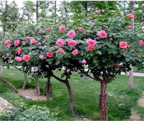 Pink Half Standard Rose Plant in A 4.5 Litre Pot- Pink Hybrid Tea Rose Plant- British Grown Standard Rose