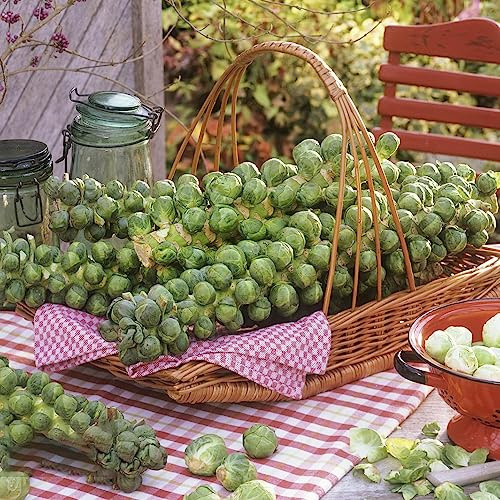 rosenkohl bio - winterharte alte sorten balkon deko garten 400samen