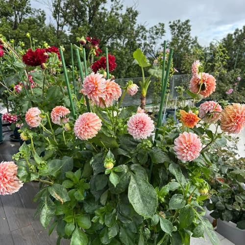 tuberi di dalia resistenti - balcone esterni giardino roccioso 5pcs