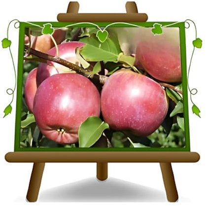 EURO PLANTS VIVAI Melo Fuji - Pianta da Frutto Antico su Vaso: ø 24/26 cm. - *Altezza: 170~200 cm. - Età 4 Anni