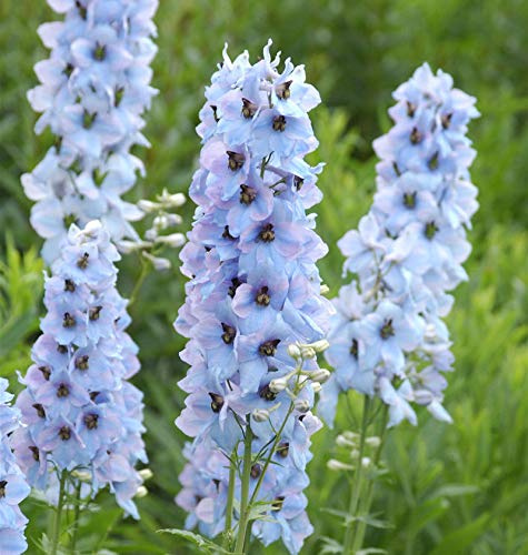Hoher Rittersporn Morgentau - Delphinium elatum - lebende Gartenpflanze aus den Baumschulen