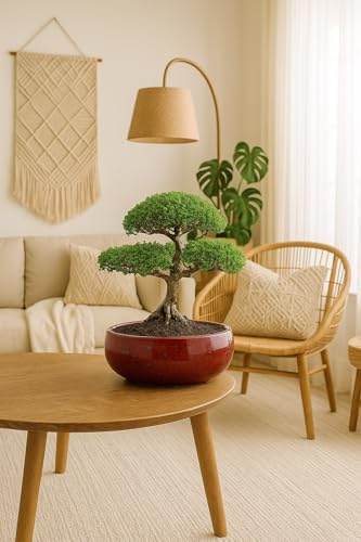 Generisch Keramik Bonsai-Schale „Crimson Ash“ – Handgefertigte Pflanzschale ohne Untersetzer – Runde Bonsaischale mit roter Glasur & grauen Effekten – Ø 25 cm