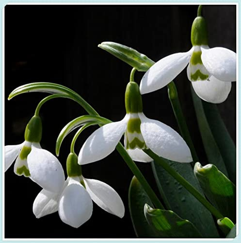 Galanthus Bulbi - Robusti, Compatti, Naturali, Freschi,Vitali-1 Bulbi
