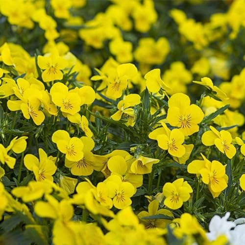 Semi di viola del pensiero, regali sostenibili esotici 250pcs