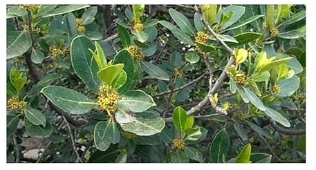 Stk - 10x Rhamnus alaternus Stechpalmen Kreuzdorn Garten Pflanzen - Samen ID1543 - Seeds & Plants Shop by Ipsa