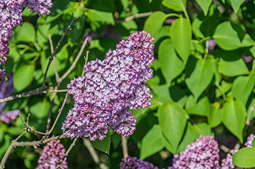 Gemeiner Flieder Syringa vulgaris Pflanze 5-10cm gewöhnlicher lila Flieder