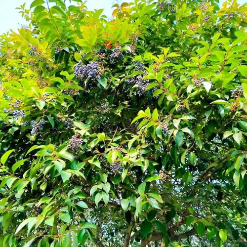 semi di siepe di ligustro resistente - perenni biologici, tappezzare per il giardino comprare vecchie varietà 350pcs