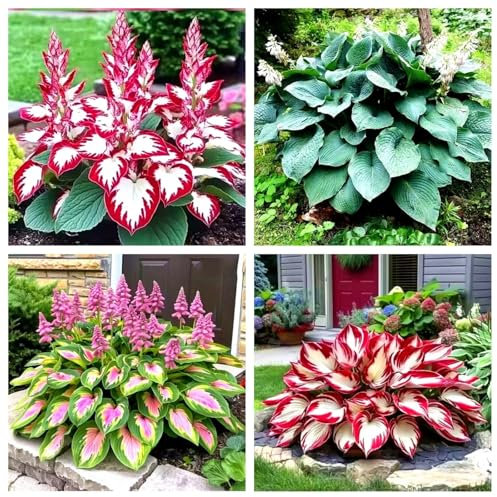 Hosta Bulbs, Cold-Resistant, Easy to Care for,Strong Plants That Grow Well/Mix Golden Jade Carving Feels Perfect-4bulbs-A