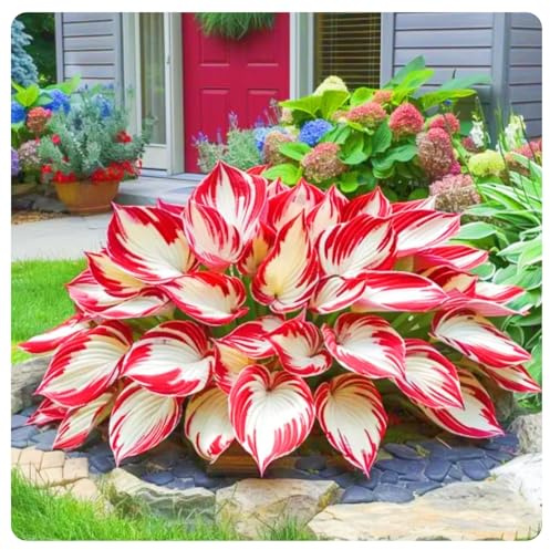 Miste,Bulbi di hosta,Radici Selezionate di hosta in vaso,Resistenti al freddo e all'ombra,Decorazione di giardini e Balconi.-4Rizoma-B