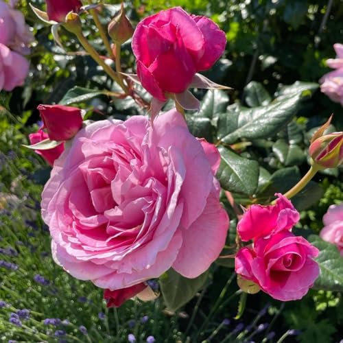 Duftende Kletterrose 'Our Last Summer'®, rosa, Topf 5 Liter