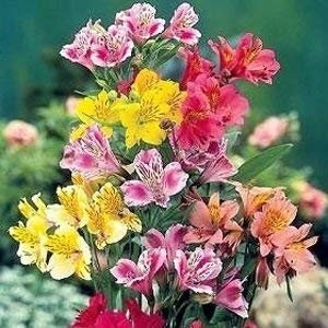 10 Semi di Giglio peruviano, Dr. Salters ibridi IP179 (Alstromeria Ligtu)