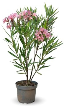 Attitude Jardin - alloro rosa nano - nerium oleander nana - 70-80 cm - ⌀ 19 cm - pianta da esterno - fiore rosa