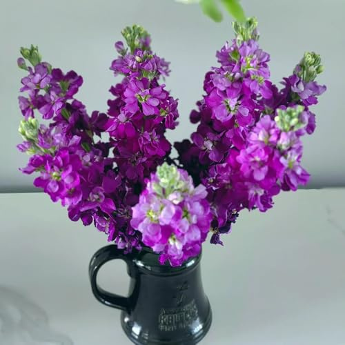 levkojen usambaraveilchen bodendecker winterhart mehrjährig veilchen blumenbeet, exotische winterhart schattenpflanzen kletterpflanzen 75samen