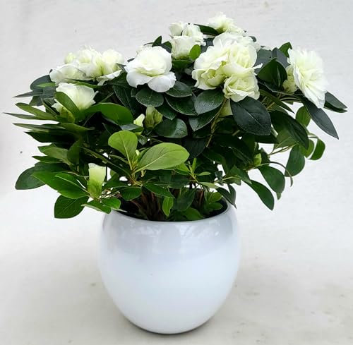 POWERS TO FLOWERS - AZALEA AIKO BIANCA A FIORE DOPPIO, IN VASO CERAMICA BIANCO SFERICO, vaso 14cm, pianta vera