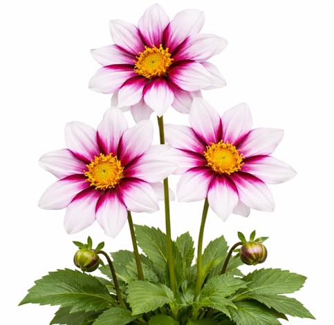 Easy to Grow Dahlia Edge of Joy 3 Clumps of Tubers - Purple & White Flowers Blooms in Summer to Fall Sun, Plant in Spring