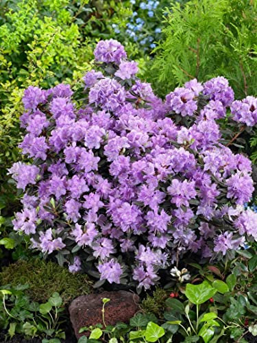 Rhododendron impeditum 'Ramapo' 20–25 cm – Winterhart, Immergrün, Mehrjährig – Zwerg-Rhododendron – Kübelpflanze für Terrasse & Gartenbeet